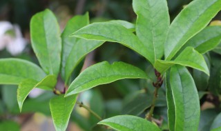 桂花的叶子边缘为什么会干枯呢 桂花叶子中间干枯