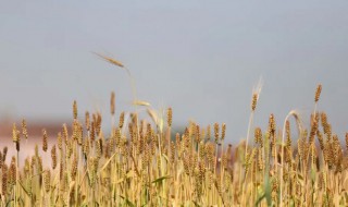 火旺立夏芒种前是什么意思 芒种火烧天是什么意思