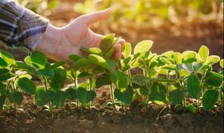 怎么种植野菜 盆栽野菜的种植方法