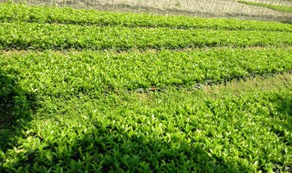 日香桂什么时候种植比较好 日香桂适合盆栽吗