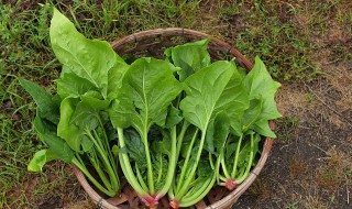 菠菜什么时候适合种植（菠菜什么时候种植最好）