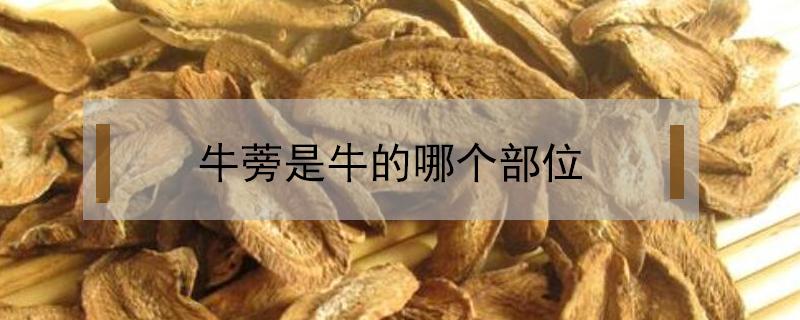 牛蒡是牛的哪个部位（牛杂里的牛蒡是牛的哪个部位）