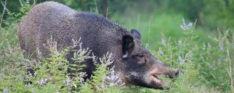 野猪吃素还是吃荤，野猪一般什么时间段出来活动