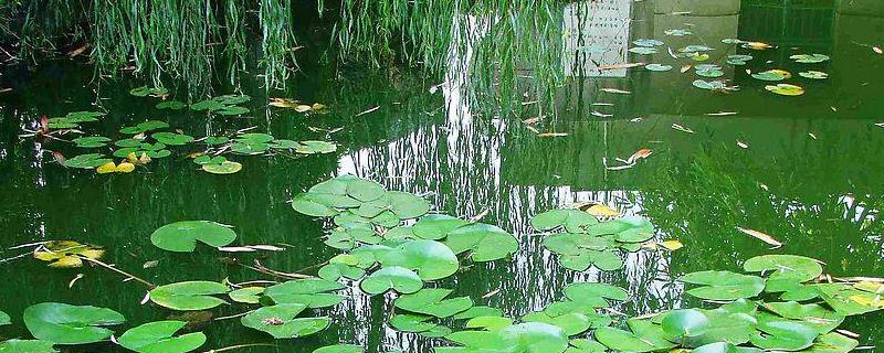 水混怎么处理，用什么颜色路亚饵（水浑用什么颜色路亚饵）