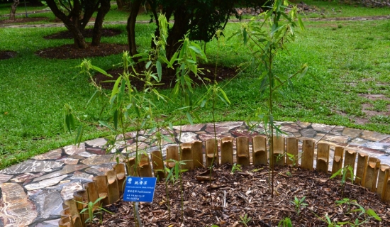 会“跳舞”的植物——跳舞草 跳舞草的花语