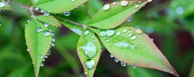 雨水收集后怎么保存浇花（如何收集雨水给花浇水）