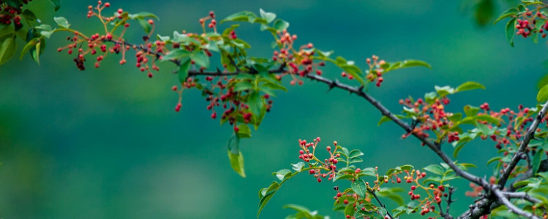 花椒树的管理与修剪（花椒树的管理与修剪视频）