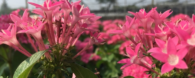 繁星花叶子发黄干枯