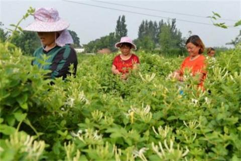 金银花茶怎么做，四个步骤简单完成（金银花茶的做法窍门）