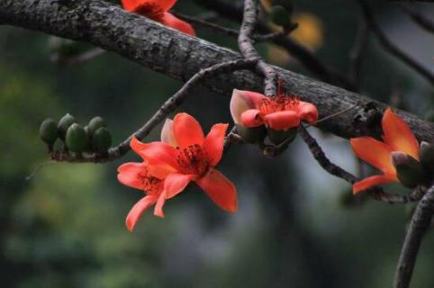 木棉花花语