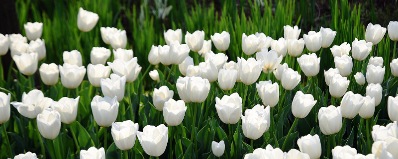 白色郁金香花语是什么意思 白色郁金香花语是啥