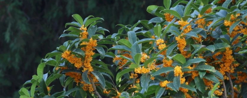 四季金莲子桂花特点 桂花金莲子品种好吗