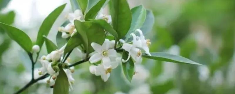 橙花瑞香为什么难养（橙黄瑞香好养吗）