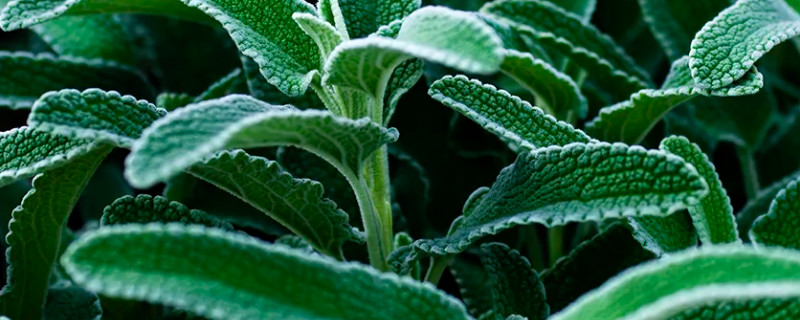 旱生植物叶片的特点 旱生植物叶有哪些结构特点