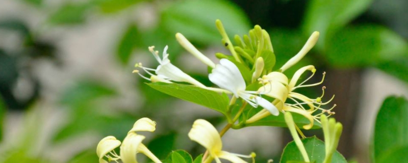 金银花立秋后怎么修剪（金银花冬季怎么修剪）