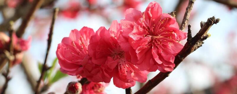 木棉花花语（木棉花花语是什么）