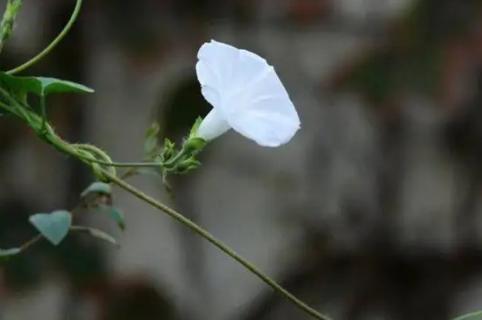 夕颜花的花语是什么