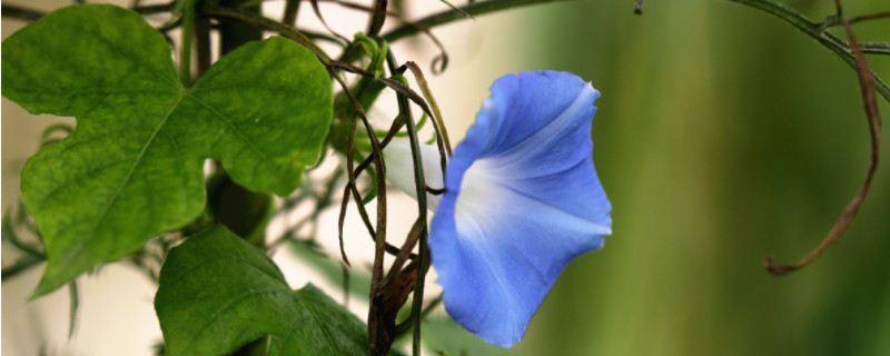 牵牛花有哪些特点 牵牛花有哪些特点一年级