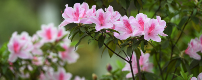 盆栽杜鹃花夏天怎么养（杜鹃花夏天怎么养?）