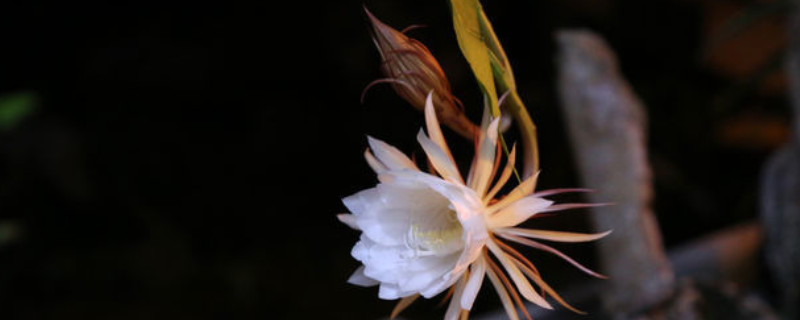 剪下来的昙花如何处理（剪昙花的步骤）