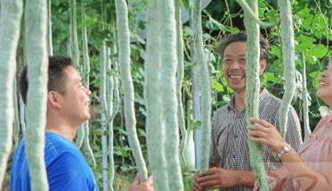 蛇豆种植方法（蛇豆种植方法和时间视频）