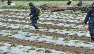 苦瓜种植管理技术与主要步骤 盆栽苦瓜种植技术与管理法