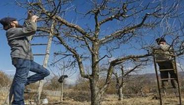 苹果树怎样修剪 苹果树怎样修剪视频