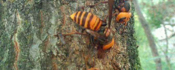 虎头蜂蛰了会死吗 虎头蜂蛰了自己会死吗