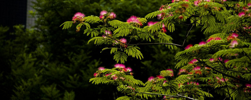 绒花树为啥叫鬼树（绒花树还叫什么）