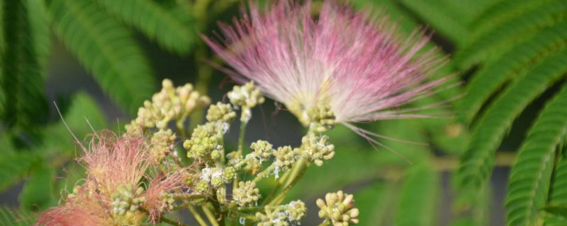 芙蓉树花的功效（芙蓉树的花有什么疗效）