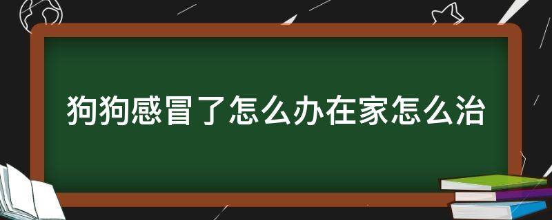 狗狗感冒了怎么办在家怎么治（狗狗感冒了在家怎么治疗）