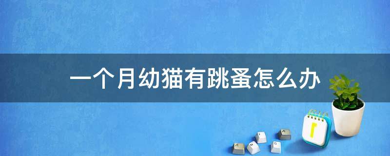 一个月幼猫有跳蚤怎么办 一个半月小猫有跳蚤怎么办