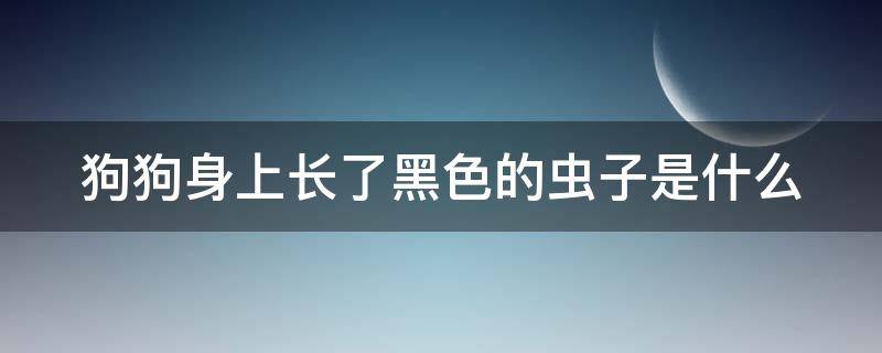 狗狗身上长了黑色的虫子是什么（狗狗身上长了黑色的虫子是什么虫子图片）