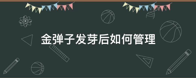 金弹子发芽后如何管理（金弹子发芽后又枯萎怎么处理）