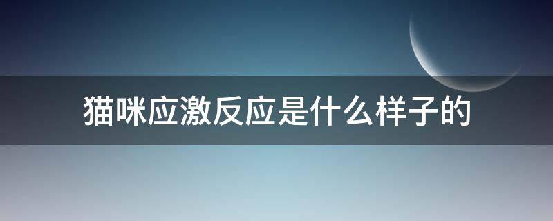 猫咪应激反应是什么样子的（猫咪应激反应是什么表现）