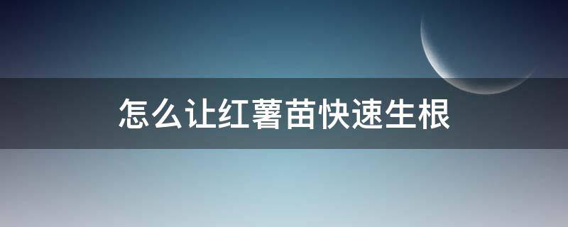 怎么让红薯苗快速生根 怎样让红薯长苗