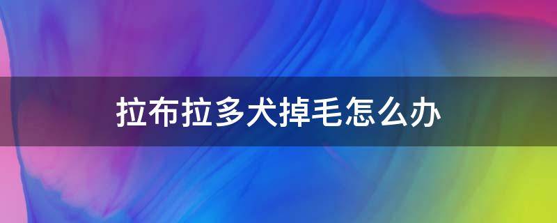 拉布拉多犬掉毛怎么办（拉布拉多掉毛多怎么办）