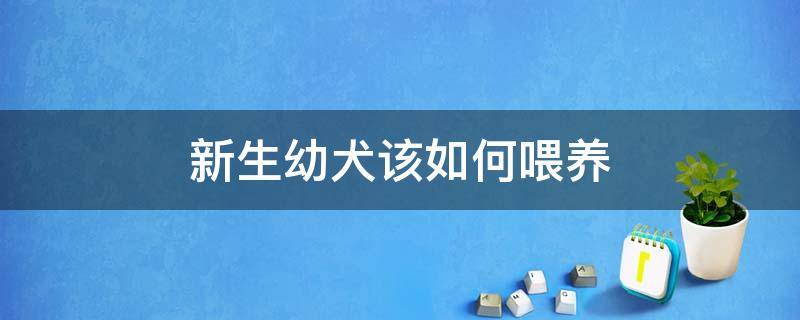 新生幼犬该如何喂养 如何照顾新生的幼犬