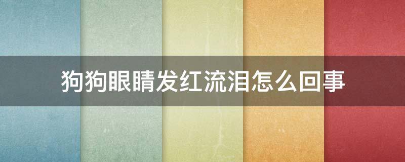 狗狗眼睛发红流泪怎么回事 狗狗眼睛红流眼泪怎么回事