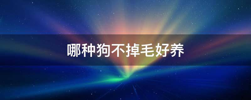 哪种狗不掉毛好养 哪种狗不掉毛好养聪明