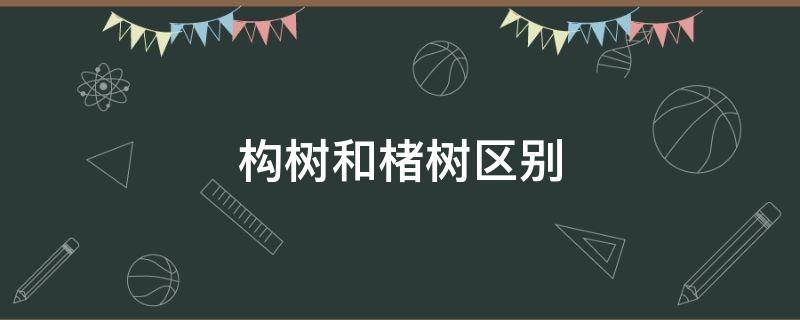 构树和楮树区别（构树与楮实子的区别）