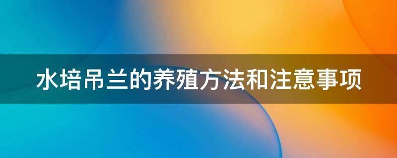 水培吊兰的养殖方法和注意事项 水培吊兰的养殖方法和注意事项吊