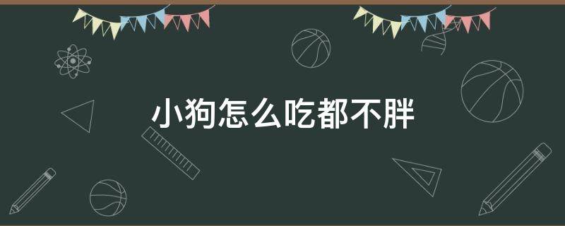 小狗怎么吃都不胖（小狗一直吃不胖该怎么办呢）