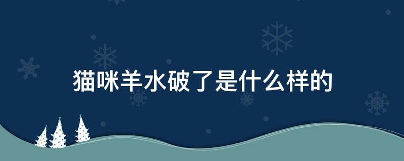 猫咪羊水破了是什么样的 猫猫羊水破了的症状