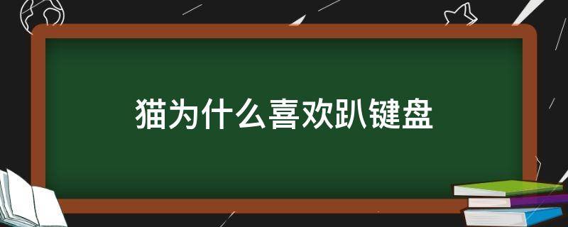 猫为什么喜欢趴键盘 猫为什么喜欢趴电脑键盘