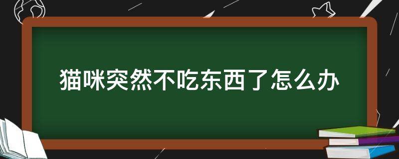 猫咪突然不吃东西了怎么办（猫咪忽然不吃东西怎么办）