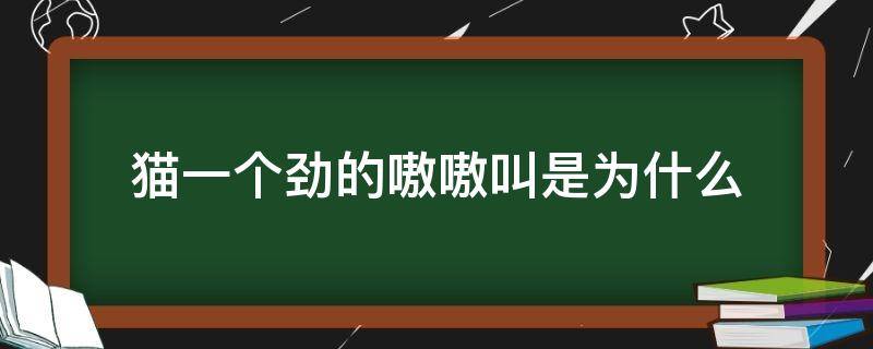 猫一个劲的嗷嗷叫是为什么（猫咪总嗷嗷叫）