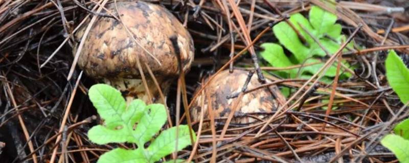 新鲜的野生菌怎么保存 新鲜的野生菌怎么保存不材