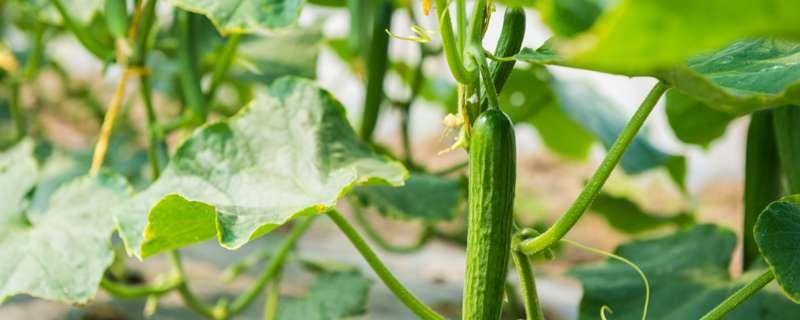 6月种什么菜 6月种什么菜蔬菜最合适 干旱的土地