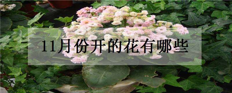 11月份开的花